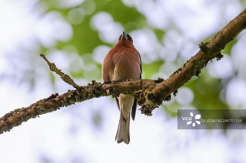 一只雄性普通鹪鹩栖息在生机勃勃的春季森林中覆盖着苔藓的树枝上图片素材