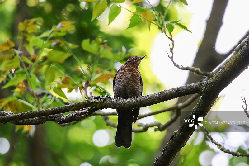 林间苔藓枝头上的少年乌鸫图片素材