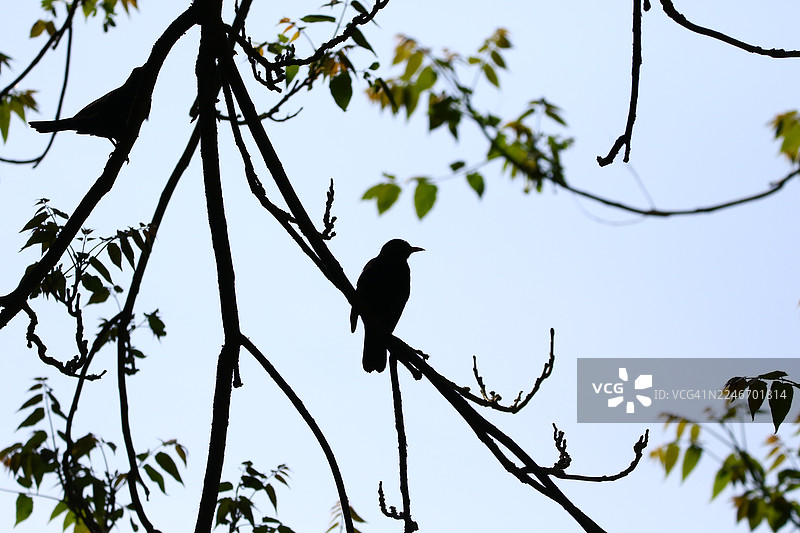 公园里，一只乌鸫（Turdus merula）的剪影在光线下停留在树枝上图片素材