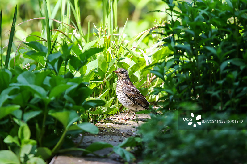 田鼠歌鸫栖息在长满葱郁绿草和树叶的地面上图片素材