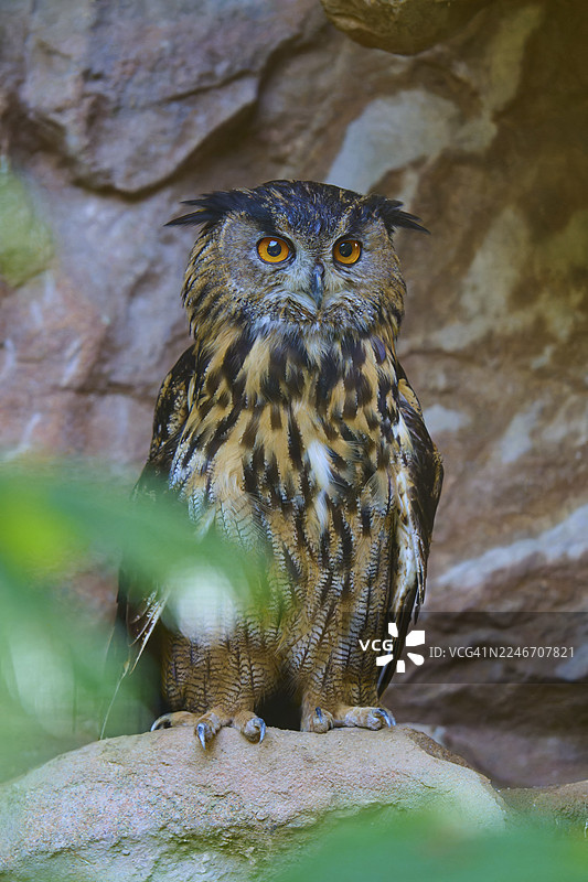 一只目光炯炯的雕鸮,背景为岩石,欧洲雕鸮(Bubo bubo),施韦因富特,巴伐利亚,德国图片素材