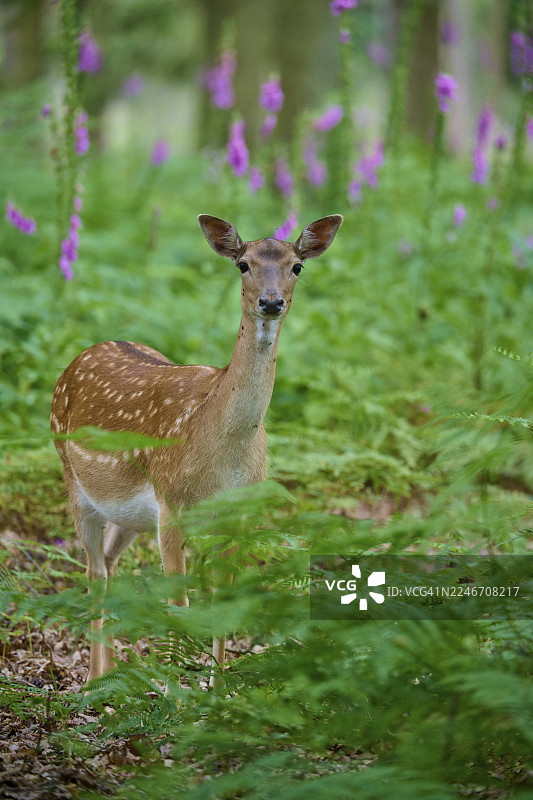 一只梅花鹿在长满绿色蕨类植物和紫色毛地黄的茂密森林中警惕地站着，这是德国黑森州一片未受干扰的自然之地，梅花鹿（Dama dama）图片素材