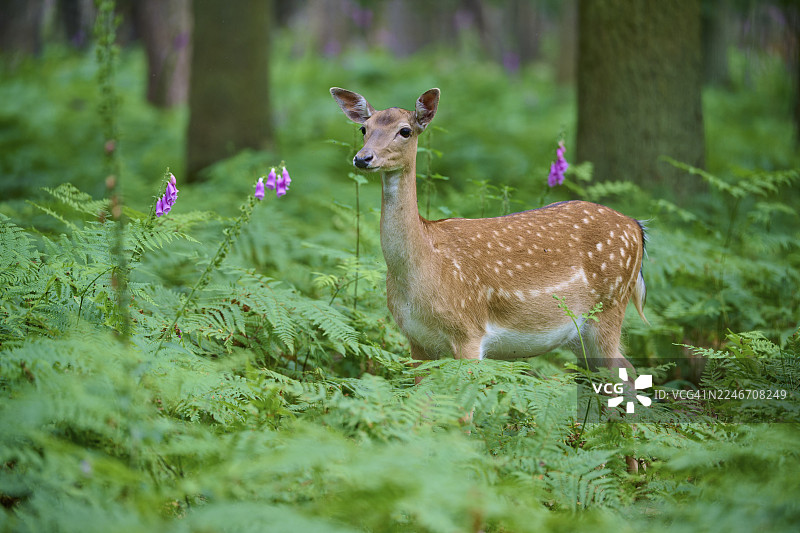 一只梅花鹿站立在茂密的绿色蕨类植物中，高大的树木和紫色的花朵环绕着它，置身于宁静的森林环境中，（梅花鹿，Dama dama），德国黑森州图片素材