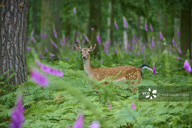 一只黇鹿在森林里，周围环绕着蕨类植物和毛地黄（Digitalis purpurea），身处宁静的自然环境中，黇鹿（Dama dama），德国黑森州图片素材