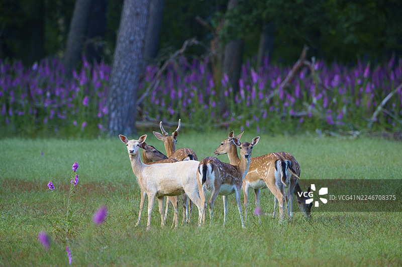 一群女士聚集在宁静的草地上，周围有红色的毛地黄（毛地黄）和梅花鹿（梅花鹿），地点在德国黑森州。图片素材