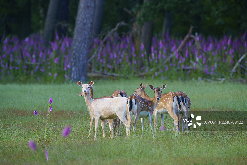在紫花草地上，成群的梅花鹿（Dama dama）站在一起，周围是高大的植被，地点：黑森州，德国图片素材
