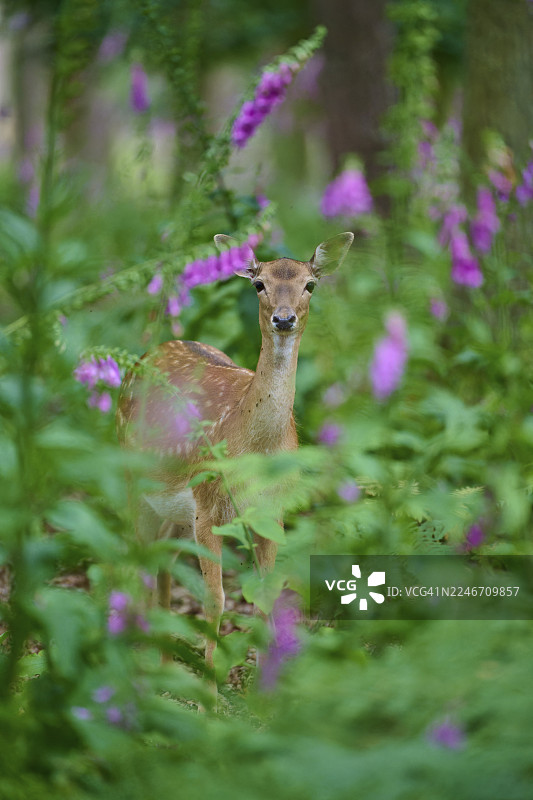 德国黑森州，一只梅花鹿站在森林中，周围环绕着紫色的毛地黄（Digitalis purpurea）和绿色的枝叶。图片素材