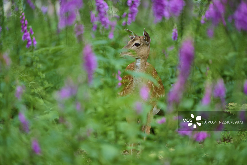 在德国黑森州，一只梅花鹿（Dama dama）在森林中，完美地伪装在红毛地黄（Digitalis purpurea）和树叶之间，秋季。图片素材