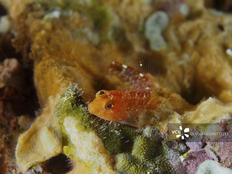 色彩鲜艳的黄尖鱼(Tripterygion delaisi),在地中海的海底景观中,位于法国普罗旺斯蔚蓝海岸的耶尔附近,吉恩半岛潜水点,波尔凯罗勒岛。图片素材