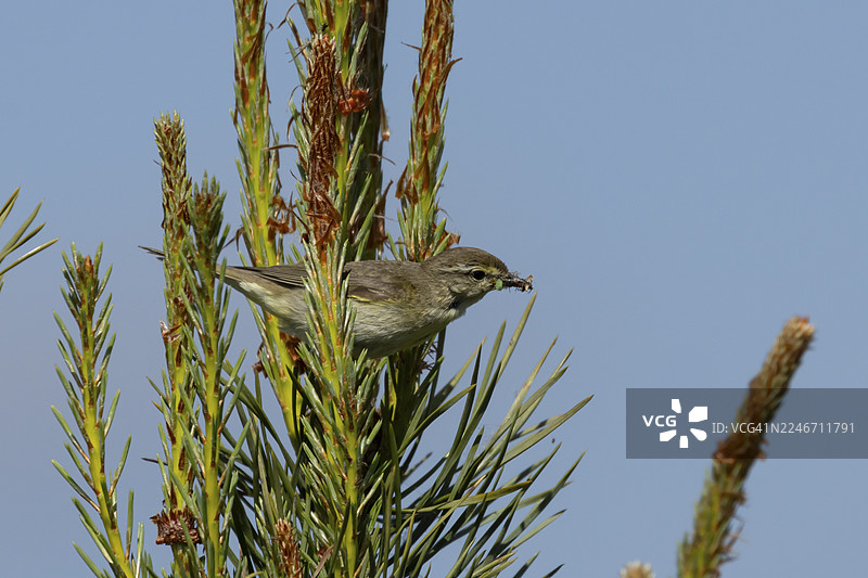 夏日，英格兰，英国，一条树篱中，一只成年花园莺（Sylvia borin）嘴里叼着昆虫作为食物。图片素材