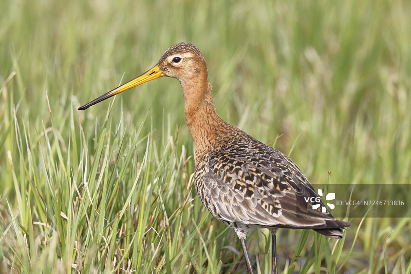 黑尾凫在沼泽湖岸边奔跑，鹬鸟，野生动物，自然摄影，牛沼，杜默湖，许德，下萨克森，德国图片素材