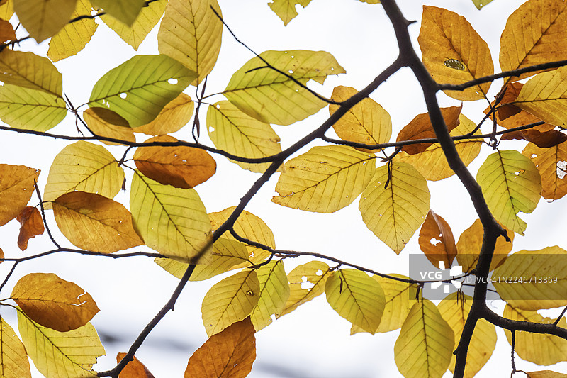 黄褐色的山毛榉叶子，背景为白色，秋季，德国斯图加特图片素材