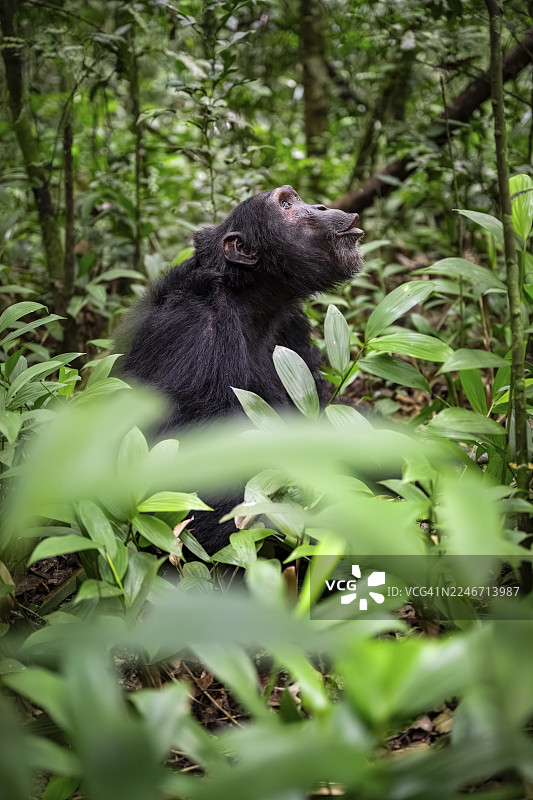黑猩猩（黑猩猩），雄性在地上，位于乌干达基巴莱国家公园的丛林中图片素材