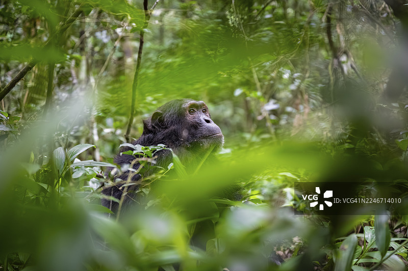 黑猩猩（黑猩猩），一只雄性黑猩猩在乌干达基巴莱国家公园的绿色丛林中若有所思地望着地面，神情专注。图片素材
