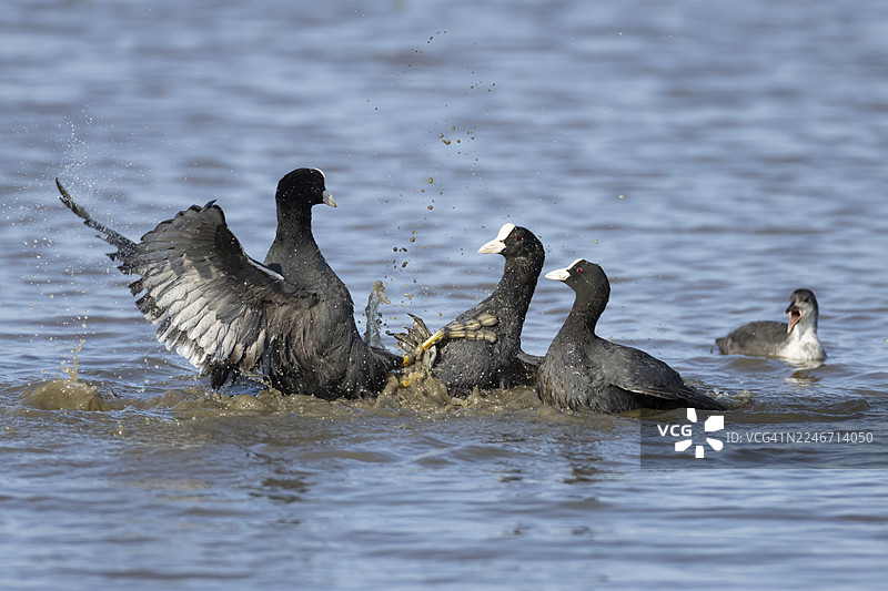 三只成年黑水鸡（Fulica atra）在英国湖泊上打斗图片素材