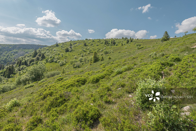 蓝天白云下的绿色山丘，点缀着灌木和树木，生机盎然。这是春日里阳光明媚的一天。地点：法国阿尔萨斯，孚日山脉，上莱茵河。图片素材