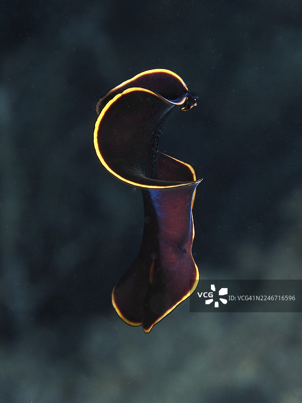 优雅弯曲的黑叶蜗牛（Prostheceraeus splendidus），一种漩涡状蠕虫，在法国蔚蓝海岸省耶尔附近、吉恩半岛潜水点、波克罗尔的海水中随着轻柔的波浪漂浮。图片素材