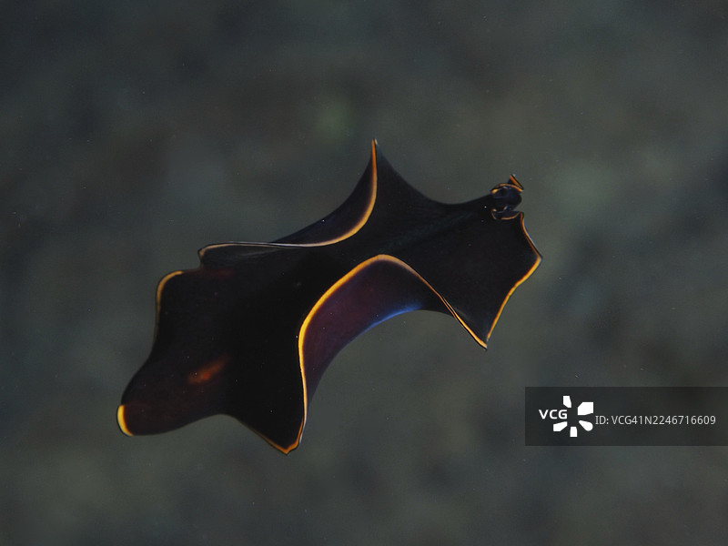 优雅的黑黄海蛞蝓（Prostheceraeus splendidus），又称漩涡蠕虫，在法国蔚蓝海岸耶尔附近的地中海海域（包括吉昂半岛潜水点、波克罗尔岛）中，以流动的轮廓游动。图片素材
