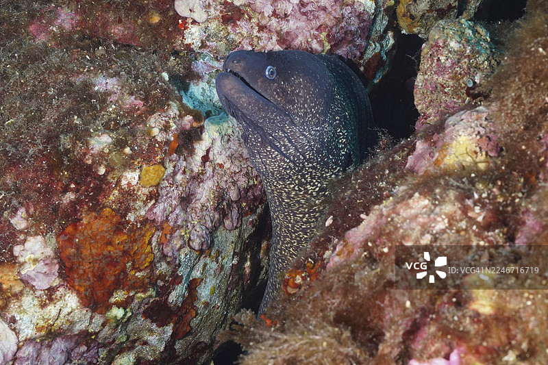地中海海鳝(Muraena helena)从法国蔚蓝海岸普罗旺斯省耶尔附近、吉昂半岛潜水点、波克罗尔岛的海底彩色岩石缝隙中探出头来图片素材