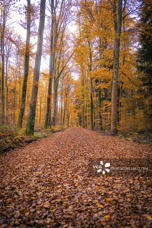 一条铺满落叶的小路穿过秋季森林，位于德国卡尔夫县格欣根图片素材