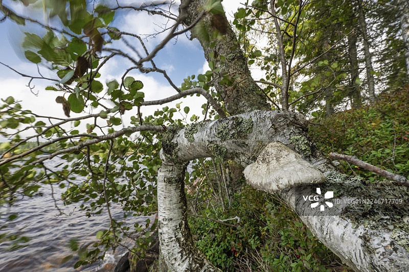 瑞典孙讷附近森林湖岸边的桦树和树真菌图片素材