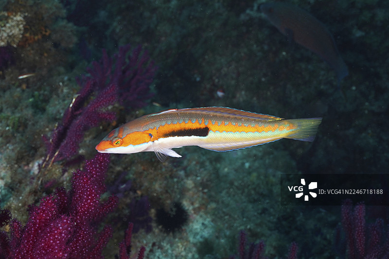 一条色彩斑斓的儒艮鱼（Coris julis）在法国蔚蓝海岸普罗旺斯省的耶尔附近、吉恩半岛潜水点、波尔凯罗勒岛的地中海海域，与鲜艳的紫色珊瑚一同游弋。图片素材
