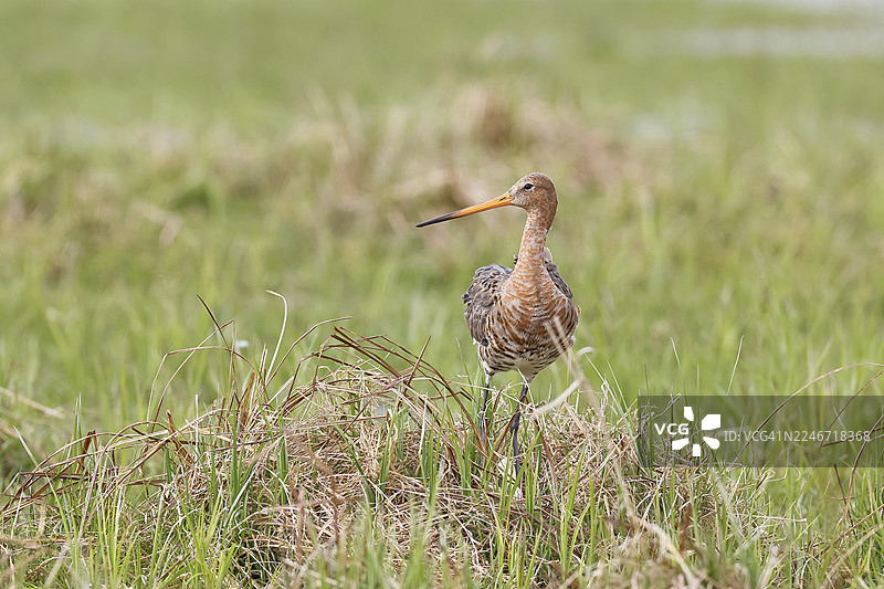 黑尾塍鹬（Limosa limosa）在沼泽湖岸边筑巢，鹬鸟，野生动物，自然摄影，牛沼，杜默湖，许德，下萨克森，德国图片素材
