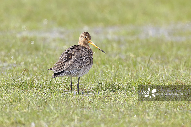 黑尾塍鹬（Limosa limosa）在沼泽湖畔奔跑，鹬鸟，野生动物，自然摄影，牛沼，杜默湖，许德，下萨克森，德国图片素材