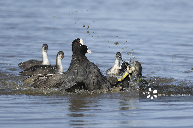 三只成年黑水鸡（Fulica atra）在英国湖泊中打斗图片素材
