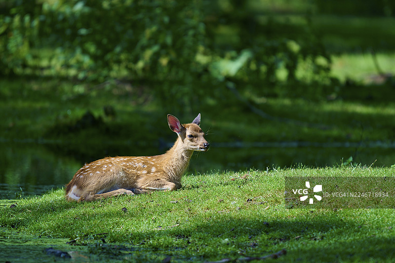 一只梅花鹿在森林的绿色草地上放松，在树荫下享受夏日氛围，梅花鹿 (Cervus nippon)，夏季，德国图片素材