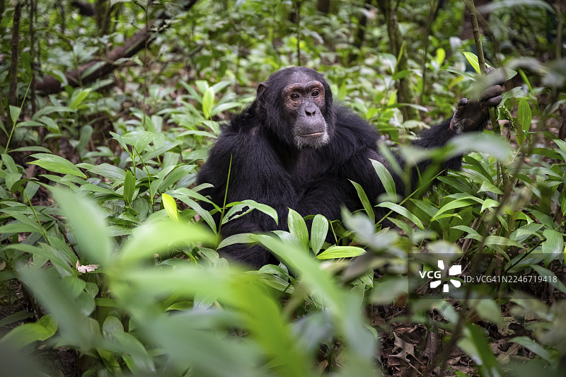 黑猩猩（黑猩猩），雄性在地上，乌干达基巴莱国家公园的丛林中图片素材