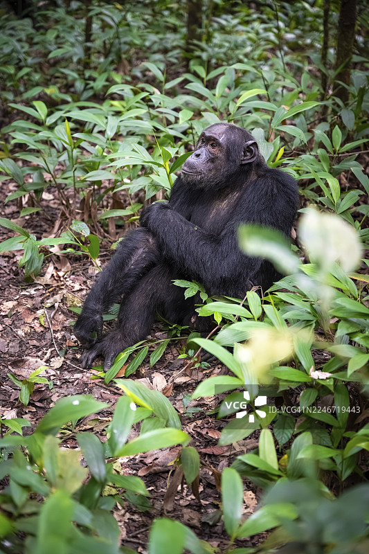 黑猩猩（黑猩猩），雄性在地上，位于乌干达基巴莱国家公园的丛林中图片素材