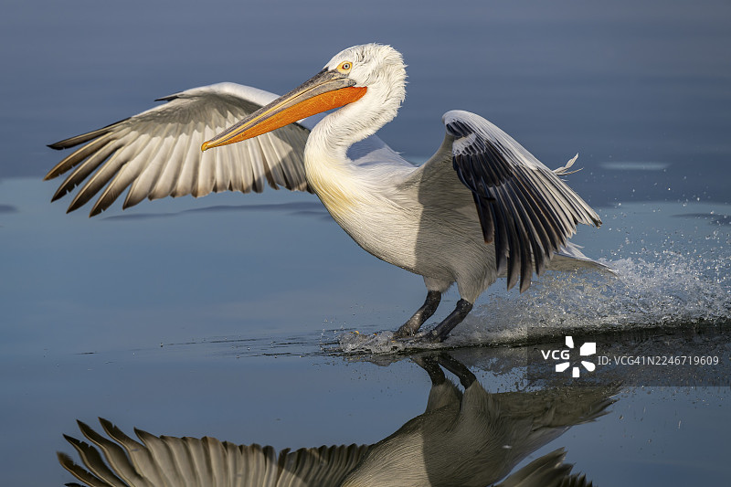 斑点鹈鹕（Pelecanus crispus），斑点鹈鹕，降落，长曝光，凯尔基尼湖，希腊图片素材