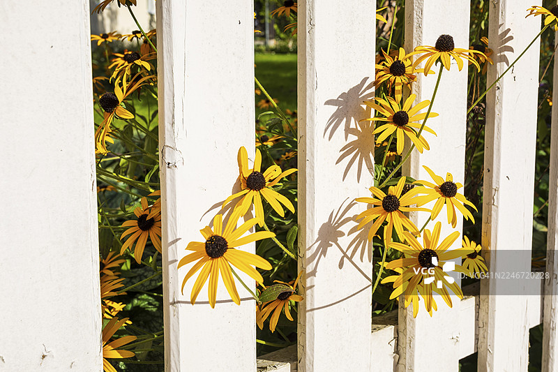 盛开的紫锥菊（Rudbeckia），白色栅栏，德国萨克森州图片素材