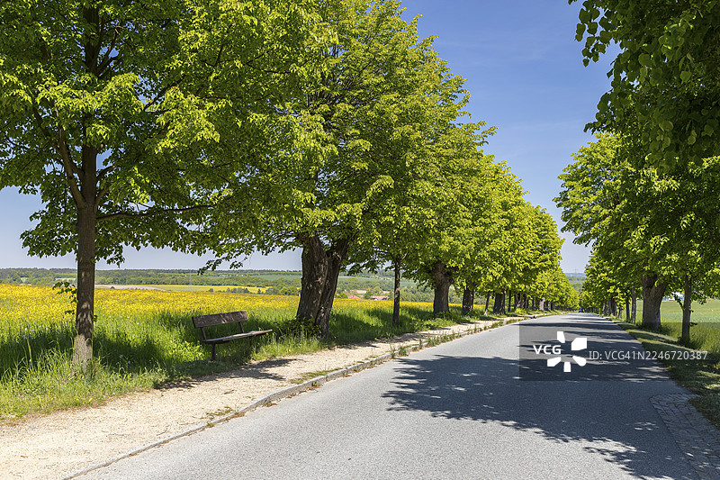 德国萨克森州上卢萨蒂亚地区，贝尔特尔斯多夫和赫恩胡特之间的历史悠久的椴树林荫大道（椴树）图片素材