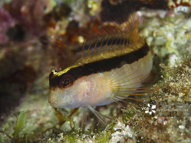 一条色彩鲜艳、细节生动的小鱼,长纹海葵鱼(Parablennius rouxi),在地中海靠近法国普罗旺斯蔚蓝海岸的耶尔、吉昂半岛潜水点、波克罗尔岛的被海藻覆盖的海床上休息。图片素材