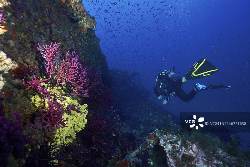 一名潜水员在地中海Hyères附近,位于Giens半岛Porquerolles的Le Grec沉船潜水点,普罗旺斯蔚蓝海岸,与色彩斑斓的珊瑚、可变色扇形珊瑚(Paramuricea clavata)一起游泳,沉船是Le Grec号。图片素材