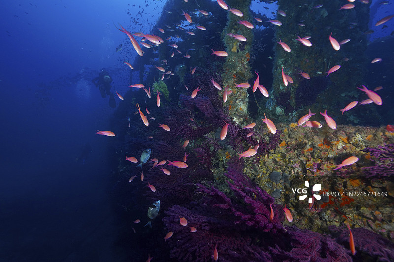 粉红色的鱼，地中海旗鲈（Anthias anthias），在地中海Hyères附近的一艘古老沉船周围游弋，旁边是色彩变幻的角珊瑚（Paramuricea clavata），潜水点是Le Grec沉船，位于Giens半岛、Porquerolles、普罗旺斯、蔚蓝海岸图片素材