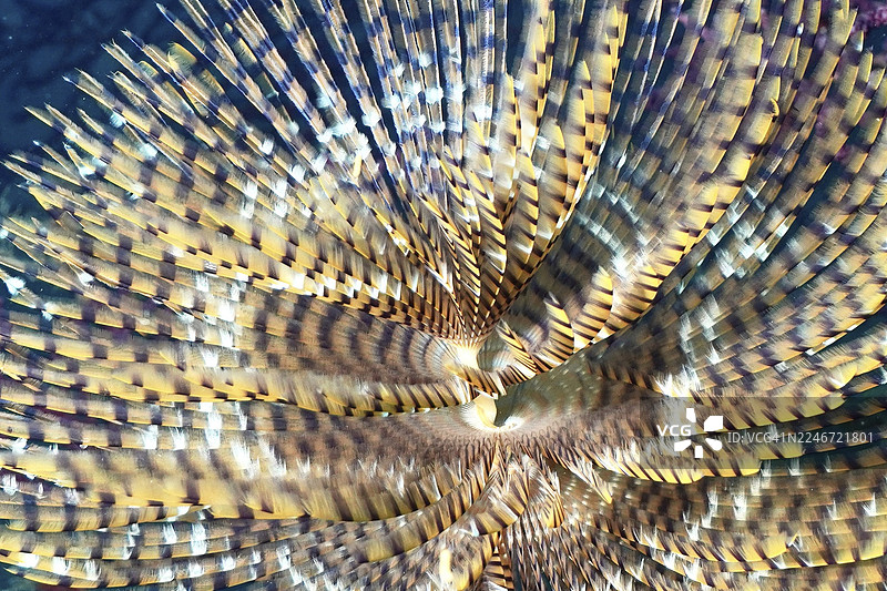 特写镜头,展示了地中海地区(靠近法国普罗旺斯蔚蓝海岸耶尔吉恩半岛的波尔凯罗勒潜水点)的巨型管虫(Sabella spallanzanii)令人着迷的色彩和细节图案。图片素材