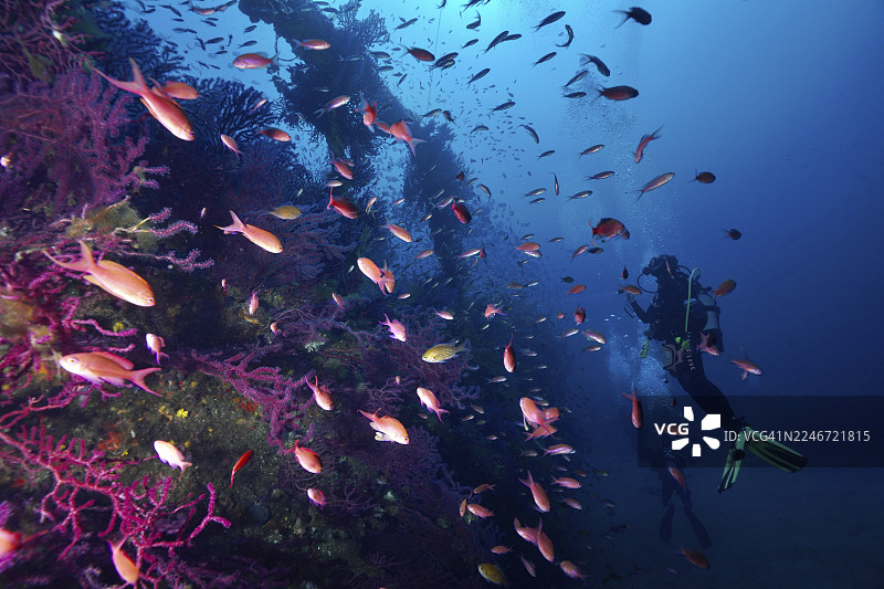 一名潜水员在地中海耶尔附近的海底沉船“Le Grec”潜水点，在蓝色的环境中，与五彩斑斓的鱼、地中海旗鱼（Anthias anthias）以及色彩变化的角珊瑚（Paramuricea clavata）共游。图片素材