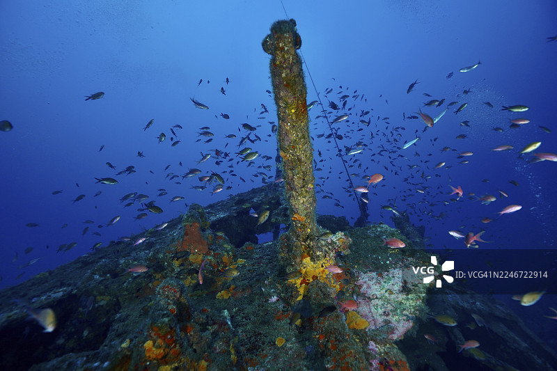 各种鱼类,地中海鲈鱼(Anthias anthias),成群地聚集在一艘充满生机的沉船顶部。地点:法国蔚蓝海岸普罗旺斯耶尔附近,米歇尔C号沉船潜水点,吉恩半岛,波克罗尔岛。图片素材