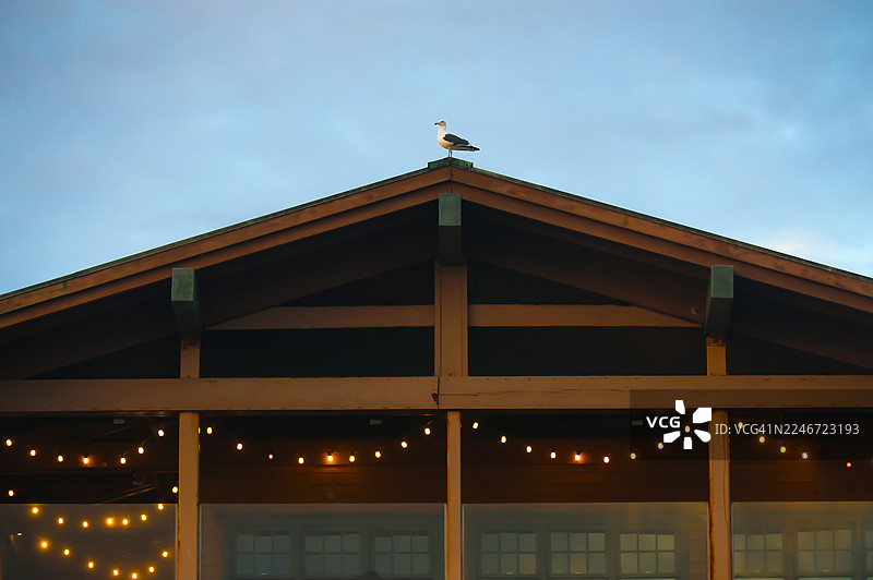屋顶上的海鸥图片素材