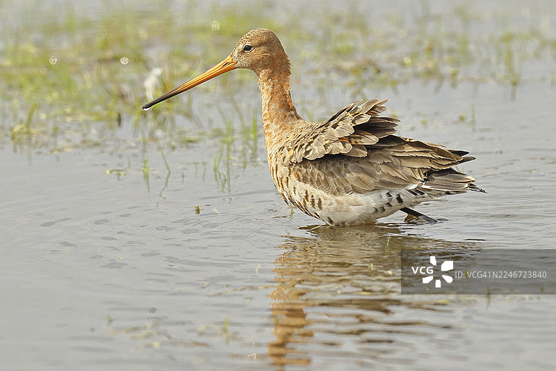 绿鹬（Limosa limosa）在沼泽的浅水中奔跑，鹬鸟，野生动物，自然摄影，牛沼，杜默湖，许德，下萨克森，德国图片素材