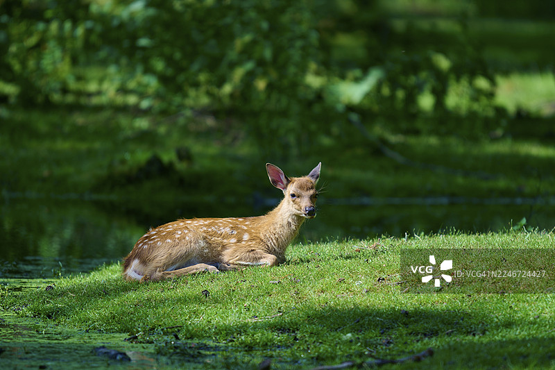一只年幼的梅花鹿在森林的绿色草地上放松，在树荫下享受夏日气息，梅花鹿（Cervus nippon），夏季，德国图片素材