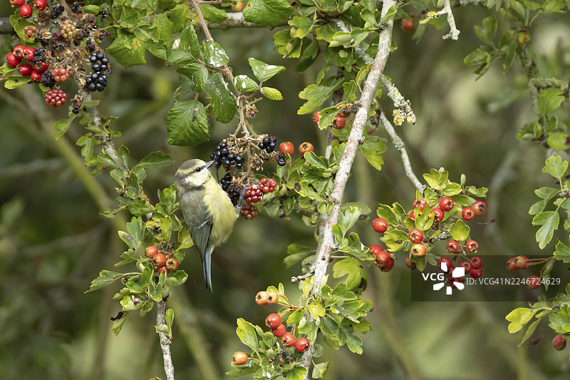 英国夏日，一只蓝冠山雀（Cyanistes caeruleus）成鸟在树篱上停歇，周围是黑莓图片素材