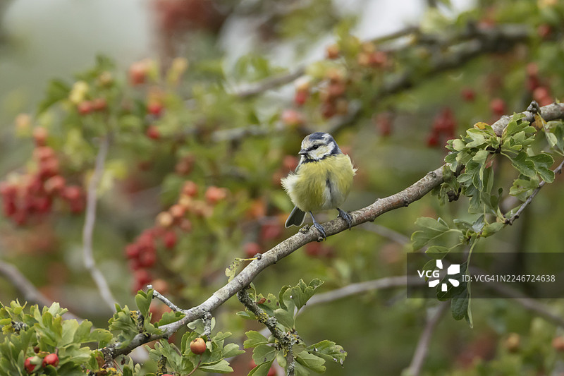 夏季，英国英格兰山楂树篱中的成年蓝冠山雀（Cyanistes caeruleus）及其红色浆果图片素材