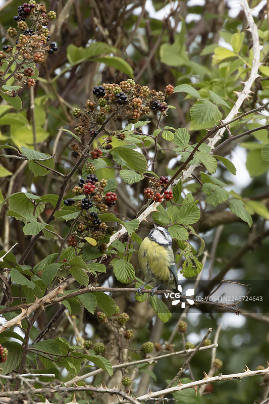 英国英格兰夏季，一只成年蓝冠山雀（Cyanistes caeruleus）在树篱上采食黑莓图片素材