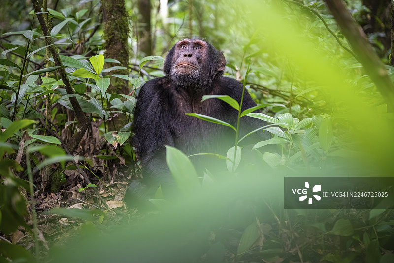 黑猩猩（黑猩猩），一只雄性在乌干达基巴莱国家公园的绿色丛林中，若有所思地望着地面，情绪化图片素材