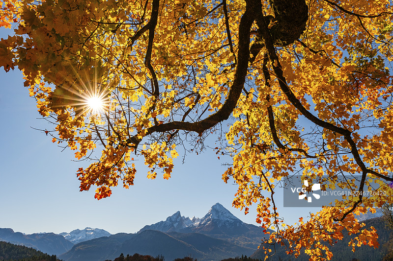 秋色树下的瓦茨曼峰，上巴伐利亚州贝希特斯加登地区比绍夫斯维森图片素材