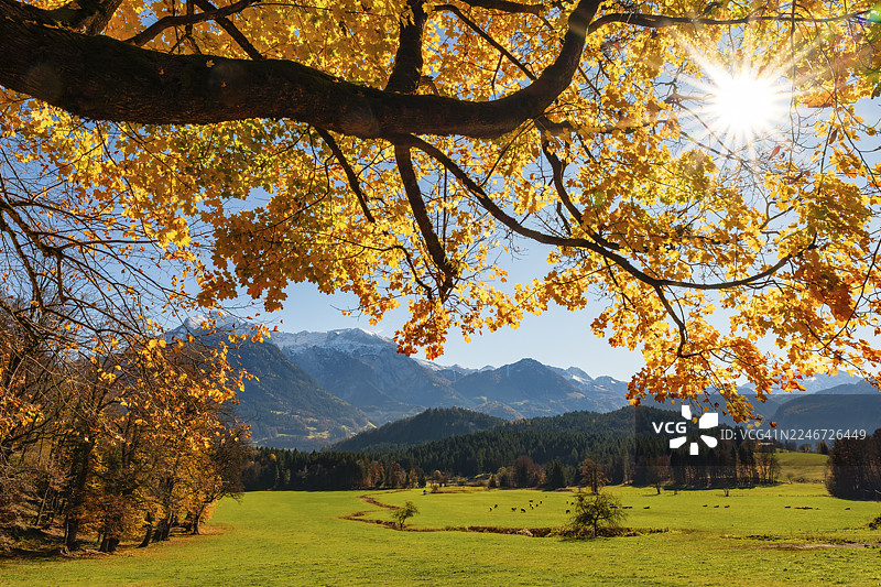 秋色树下的牛群草甸，背景是贝希特斯加登阿尔卑斯山，上巴伐利亚州贝希特斯加登地区比绍夫维森图片素材
